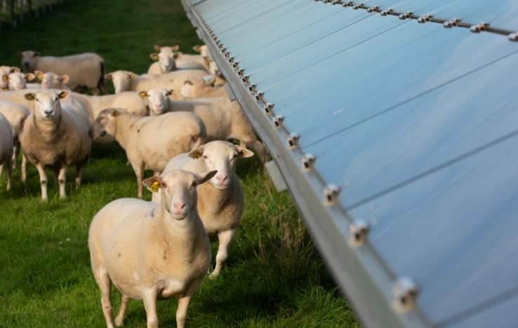 Agrivoltaïsme